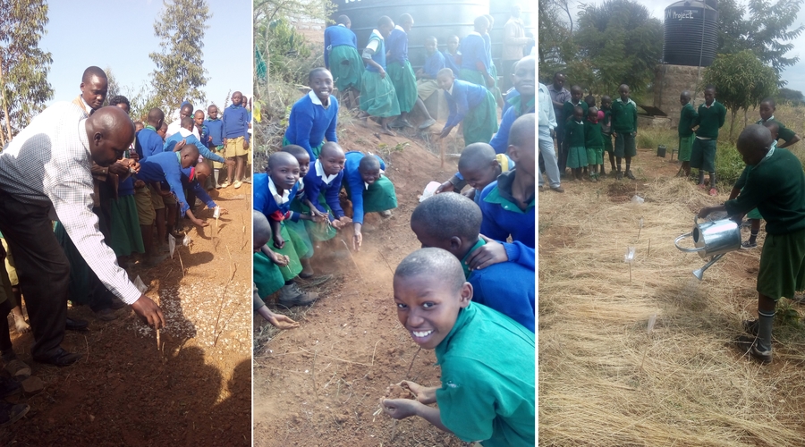 Tree Planting Sessions